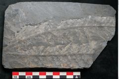 Foto (Detailansicht) von Plantae indet.  (NHMW-GEO-2024-0188-11187)